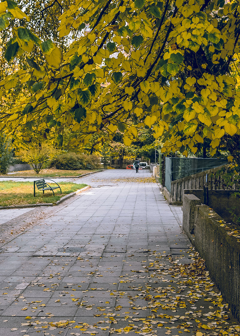 Golden Leaves Project